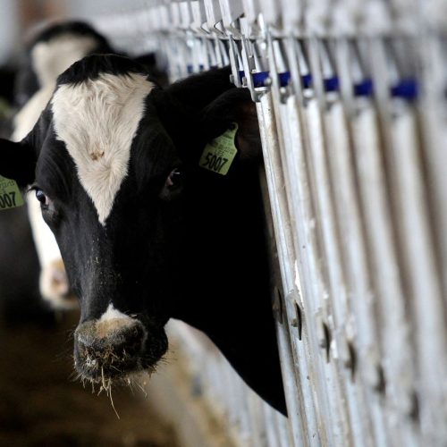 Μειώνουν τα παραγωγικά ζώα για «το καλό του περιβάλλοντος»