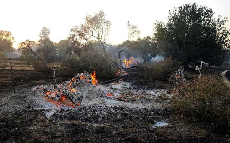 ΕΛΓΑ: Αφήνει χωρίς αποζημίωση πληγέντες αγρότες από φωτιά