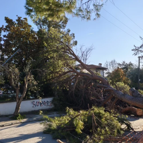 Θύελλα στην Κεντρική Μακεδονία: 710 κλήσεις στην Πυροσβεστική, δεκάδες δέντρα κάτω στη Θεσσαλονίκη