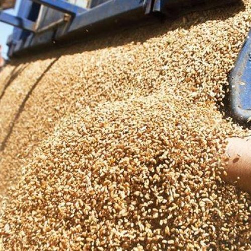 Η Κίνα καινοτομεί: Καλλιεργεί σιτηρά σε έρημο!