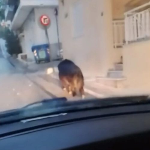 Αγριογούρουνο… στην άσφαλτο του Περιστερίου