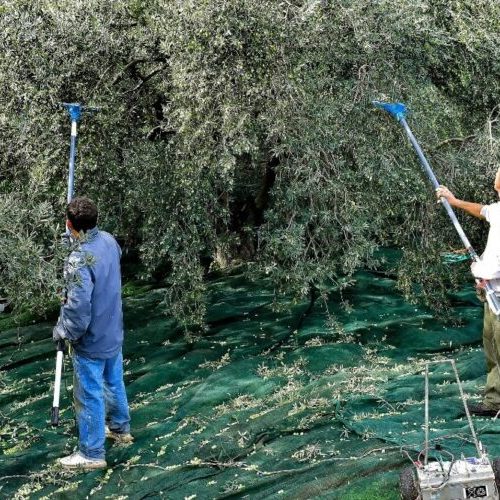 «Δεν παραδίδουμε τον ιδρώτα μας»: Στα «κάγκελα» οι ελαιοπαραγωγοί του Παγγαίου