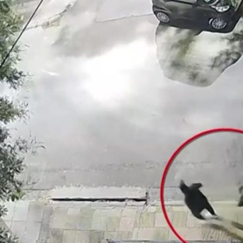 Ξεκαθάρισμα με φλόγες; Το βίντεο προδίδει εμπρηστές στον Άγιο Ελευθέριο