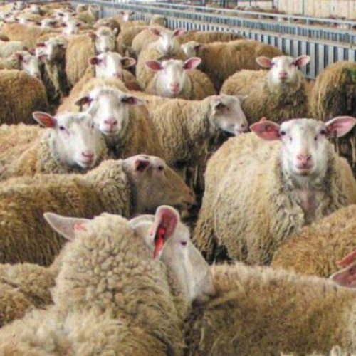Ευλογιά αιγοπροβάτων: Πάνω από 400.000 ζώα θανατώθηκαν – «Ρεκόρ» θανατώσεων τον Οκτώβριο