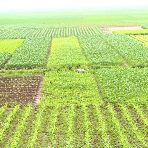field of vegetables