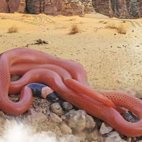 «ΑΔΙΑΝΟΗΤΟ»: Άνδρας έκατσε να τον «δαγκώσει» φίδι 200 φορές – Ποιος ήταν ο σκοπός του
