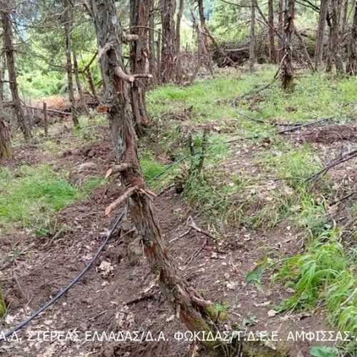 Φυτεία με δενδρύλλια κάνναβης, εντοπίστηκε σε δύσβατη δασική περιοχή (ΦΩΤΟ)