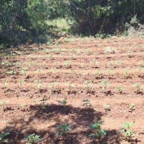 Φυτεία με 857 δενδρύλλια κάνναβης εντοπίστηκε σε δύσβατη δασική περιοχή (ΦΩΤΟ)