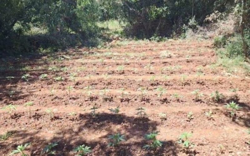 Φυτεία με 857 δενδρύλλια κάνναβης εντοπίστηκε σε δύσβατη δασική περιοχή (ΦΩΤΟ)