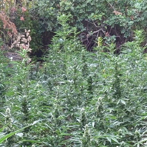 Κορινθία: Βρέθηκε νέα φυτεία με χιλιάδες δενδρύλλια κάνναβης σε δυσπρόσιτη περιοχή