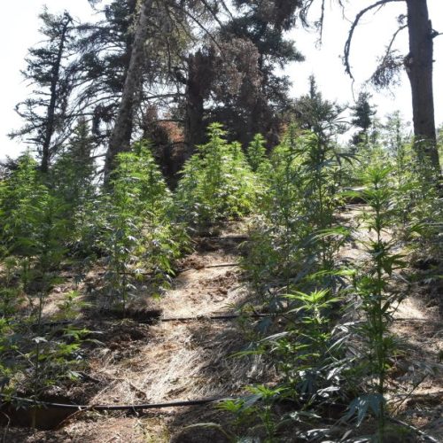 Κορινθία: Φυτεία με πάνω από 2.000 δενδρύλλια κάνναβης εντοπίστηκε σε δύσβατη δασική περιοχή – Θα έβγαζαν 3.300.000 ευρώ