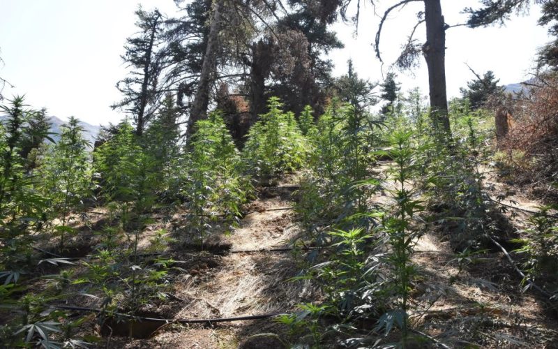 Κορινθία: Φυτεία με πάνω από 2.000 δενδρύλλια κάνναβης εντοπίστηκε σε δύσβατη δασική περιοχή – Θα έβγαζαν 3.300.000 ευρώ