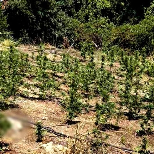 Προφυλακισμένοι με βαριές κατηγορίες τα μέλη του κυκλώματος στη Λοκρίδα – Ανάμεσά τους δημοτικός σύμβουλος