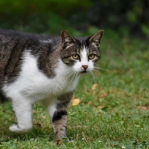 Πάτρα – Κτηνωδία στο Μιντιλόγλι: Αγνωστος πυροβολεί γάτες με αεροβόλο