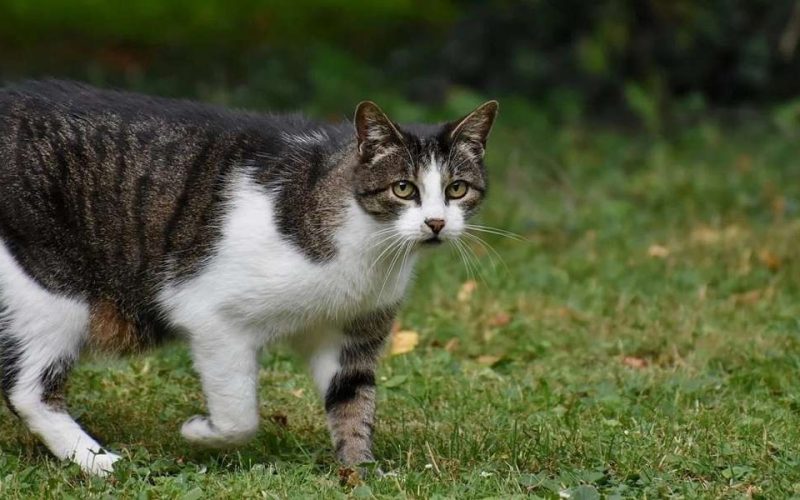 Λάρισα: Γάτα μπλέχτηκε σε καλώδια και προκάλεσε φωτιά σε καφετέρια