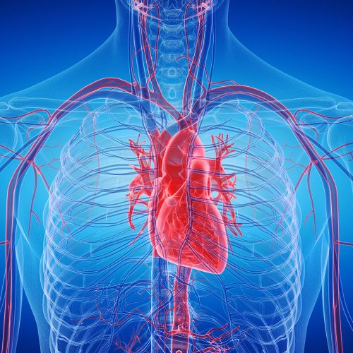 3d rendered medically accurate illustration of the human heart