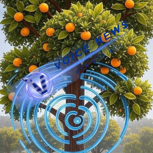 Η ελιά έγινε data – κι ο παραγωγός password