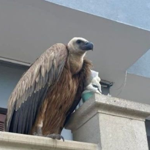 Θαυμασμός στο Γεράνι Ρεθύμνου από την εμφάνιση μεγάλου εντυπωσιακού πτηνού