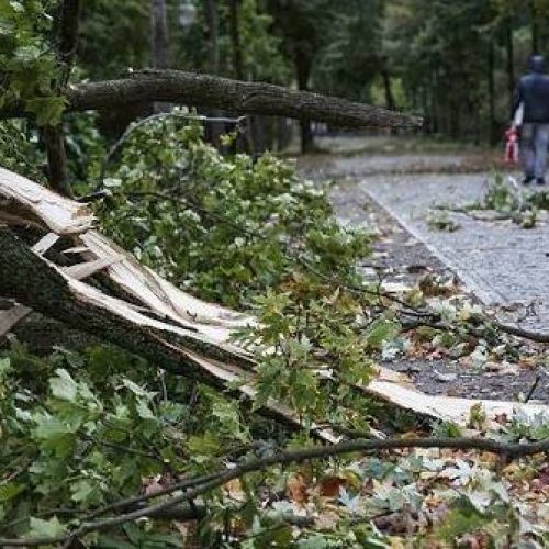 Καλαμαριά: Δέντρο έπεσε πάνω σε μητέρα και το 17 μηνών μωρό της σε παιδική χαρά