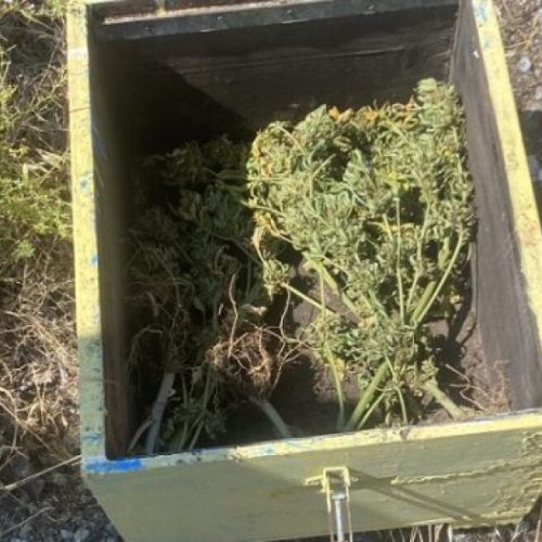 Χασισοκαλλιέργεια πατέρα κ’ γιου – Έκρυβαν χασίς μέσα στις κυψέλες!