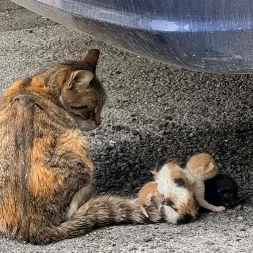 ΑΝΘΡΩΠΟΜΟΡΦΑ ΚΤΗΝΗ: Η αποτρόπαιη επίθεση σε αδέσποτη οικογένεια που έκανε τον Βόλο να «βράζει»!