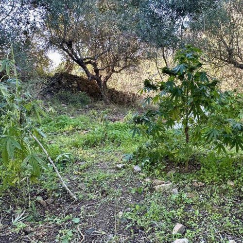 Ρέθυμνο: Δύο συλλήψεις μέσα σε φυτεία κάνναβης, άλλοι δύο αναζητούνται – Κατασχέθηκαν 36,5 κιλά κάνναβης (ΦΩΤΟ)