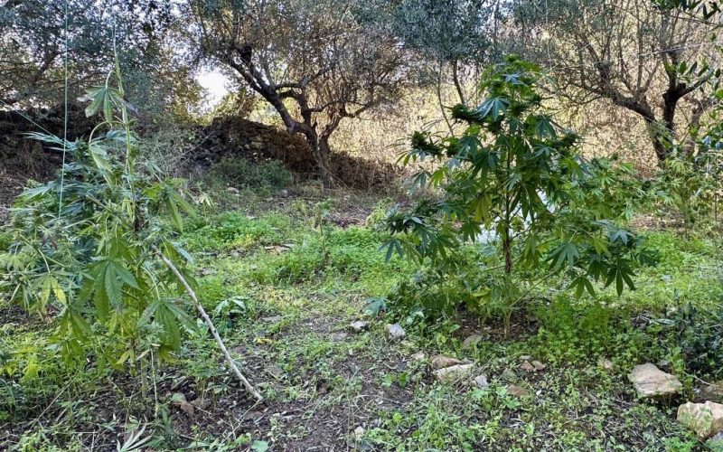 Ρέθυμνο: Δύο συλλήψεις μέσα σε φυτεία κάνναβης, άλλοι δύο αναζητούνται – Κατασχέθηκαν 36,5 κιλά κάνναβης (ΦΩΤΟ)