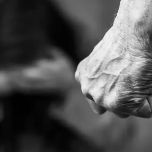 ΑΠΙΣΤΕΥΤΟ!  Βίαιος σύντροφος γρονθοκόπησε τη γυναίκα του – Ο κακοποιητής παραδόθηκε με αεροβόλο όπλο στα χέρια
