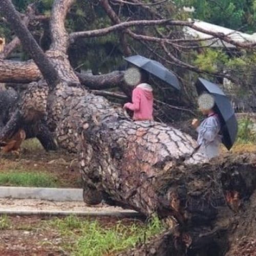 Σκηνές τρόμου σε πλατεία: Πεύκο 15 μέτρων έπεσε ξαφνικά – Από τύχη γλίτωσαν οι περαστικοί