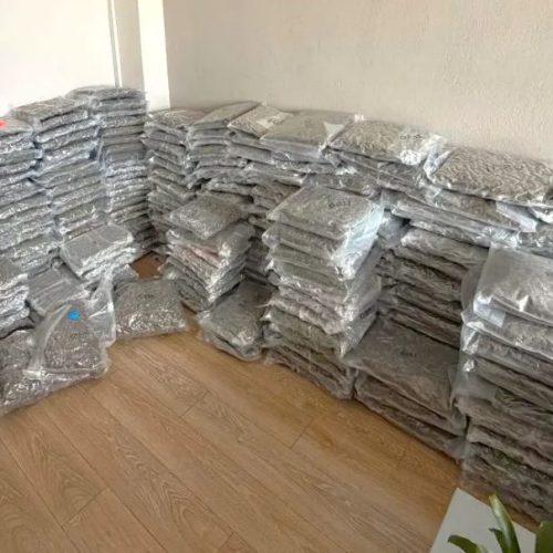 Συνελήφθη 36χρονος που εισήγαγε και μετέφερε πάνω από 300 κιλά κάνναβης υδροπονικής καλλιέργειας (skunk) στην Ελλάδα από την Ισπανία (ΒΙΝΤΕΟ)