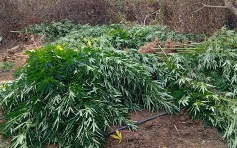 Ηλεία: Φυτεία κάνναβης εντοπίστηκε σε ελαιώνα – Θα αποκόμιζαν έως και 480.000 ευρώ