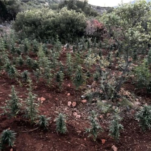 Βοιωτία: Εντοπίστηκε φυτεία με πάνω από 1.500 δενδρύλλια κάνναβης – Οκτώ συλλήψεις (ΒΙΝΤΕΟ)