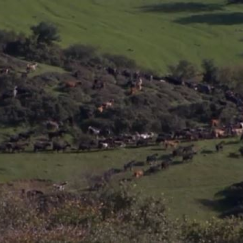 Γιάννενα βοσκούν, Χαλάνδρι και Γαύδο πληρώνονται –  Δηλωμένο σε τρεις περιοχές ταυτόχρονα!