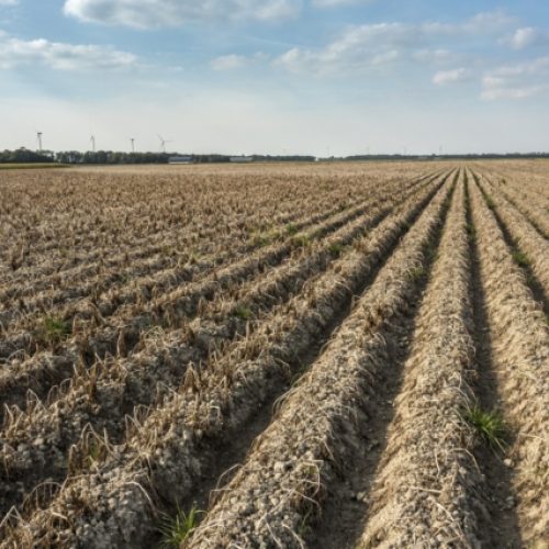 Ploughed dry agriculture field as a result of long time drought