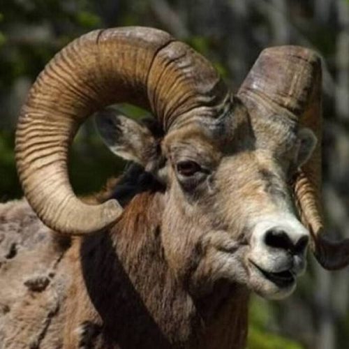 Εύβοια – Κριάρι επιτέθηκε σε 89χρονη και την τραυμάτισε σοβαρά