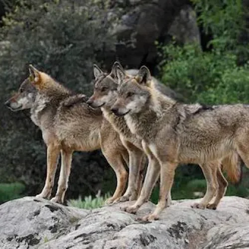 Λύκοι «κόβουν» βόλτες στην Ιπποκράτειο Πολιτεία – Ανησυχία στους κατοίκους