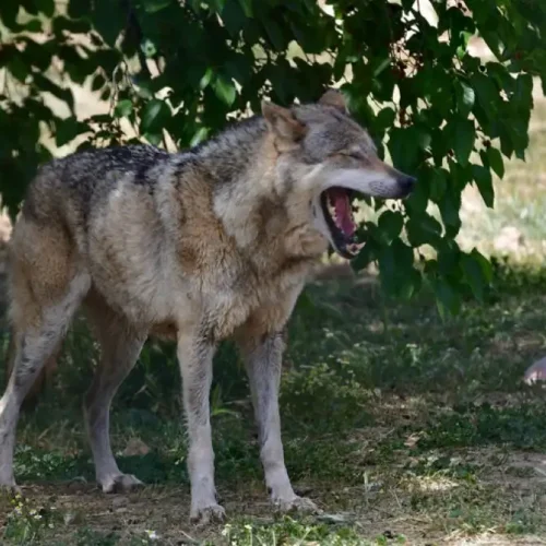 Χαλκιδική – Δύο οι επιθέσεις λύκου σε παιδιά – «ΤΙ ΣΥΝΕΒΗ»