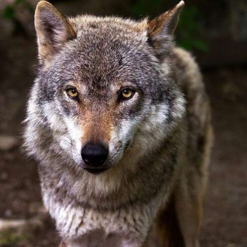 Λύκος «αναστάτωσε» πόλη 1,5 εκατ. κατοίκων