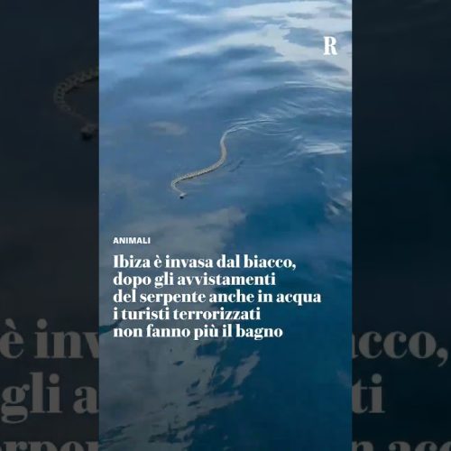 Πανικός στους λουόμενους στην Ίμπιζα – Φίδια στη θάλασσα