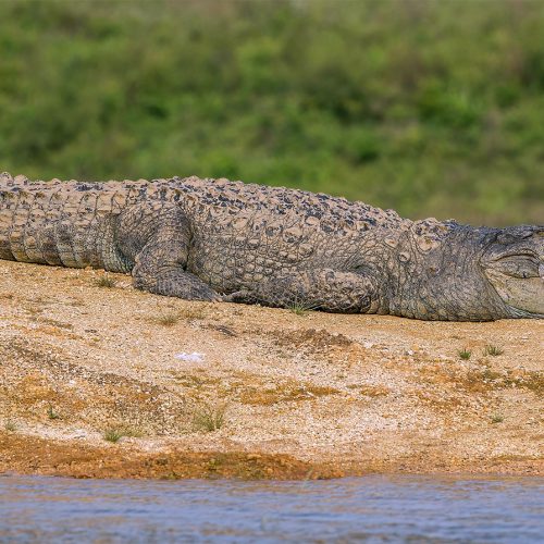 Φονικές πλημμύρες στη νότια Αφρική: Προειδοποιήσεις για κροκόδειλους, ασθένειες και επισιτιστική κρίση