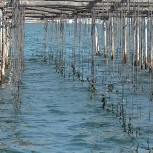 SOS για τις μυδοκαλλιέργειες του Θερμαϊκού – Οι παραγωγοί έριξαν τον γόνο κι ελπίζουν να ανακάμψουν μετά την περσινή καταστροφή