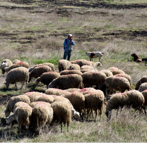 Σε απόγνωση οι κτηνοτρόφοι της Λέσβου: «Επτά μήνες μετά τον αφθώδη πυρετό, μηδενικές αποζημιώσεις»