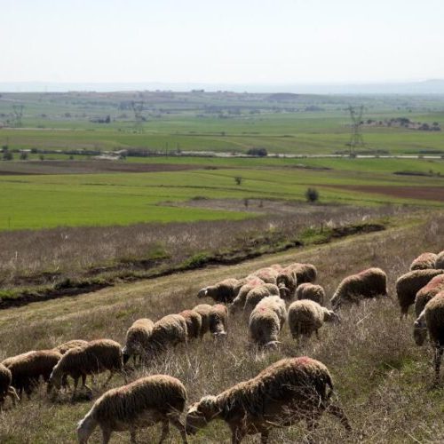 Λέσβος: Καθολικό lockdown στην κτηνοτροφία λόγω αφθώδους πυρετού