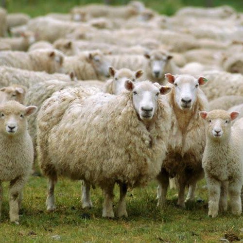 Παράνομα εμβόλια κατά της ευλογιάς των αιγοπροβάτων εντόπισαν οι αρχές στον Έβρο
