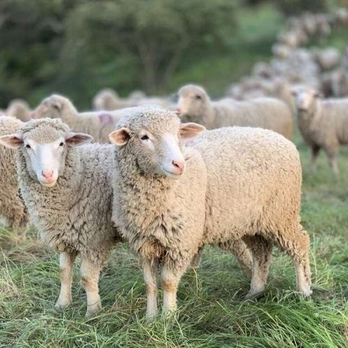 Μαρώνεια Ροδόπης – «ΚΡΑΥΓΗ ΑΠΟΓΝΩΣΗΣ» από τους κτηνοτρόφους και τους κρεοπώλες