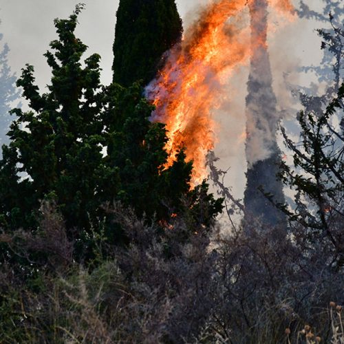 Φωτιά τώρα στα Οινόφυτα, σηκώθηκαν 4 εναέρια