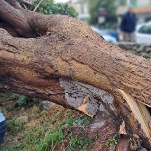 Κορμός δένδρου «καταπλάκωσε» ξυλοκόπο στη Χρυσοβίτσα Ιωαννίνων!