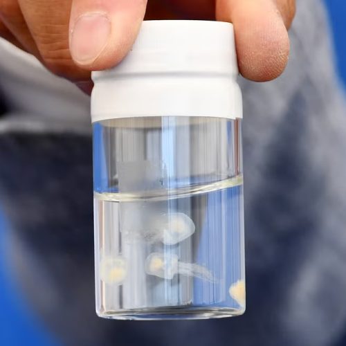 Οι επιστήμονες βρήκαν ένα θαλάσσιο πλάσμα που ξεγελά τον θάνατο