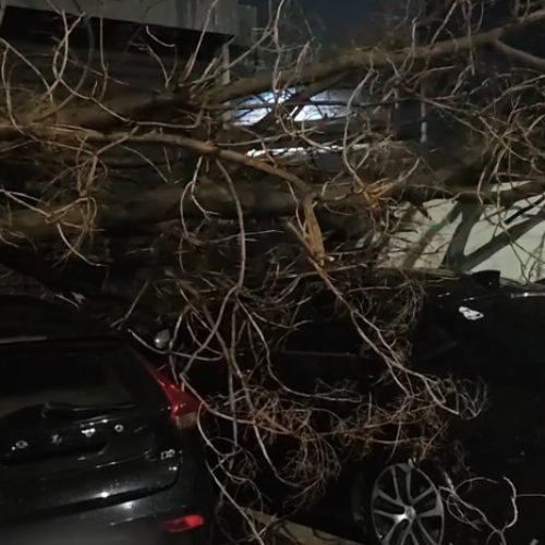 Χάος στον κεντρικό άξονα: Έπεσε δεντρο – Μπλόκαρε η οδός Πειραιώς!