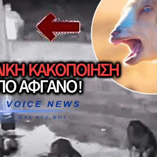 ΑΦΓΑΝΟΣ ΜΕΤΑΝΑΣΤΗΣ ΣΥΝΕΛΗΦΘΗ ΓΙΑΤΙ ΕΚΑΝΕ ΒΙΑΙΟ ΣΕΞ ΜΕ ΚΑΤΣΙΚΕΣ ΚΑΙ ΠΡΟΒΑΤΑ